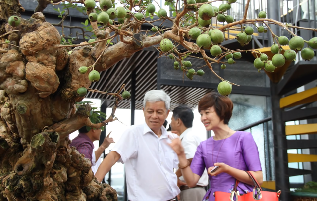 Cây[-]ổi[-]trăm[-]tuổi[-]và[-]cuộc[-]ngã[-]giá[-]tiền[-]tỷ[-]của[-]vị[-]đại[-]gia[-]Hà[-]Nội
